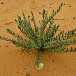 Solenostemma oleifolium Leaf