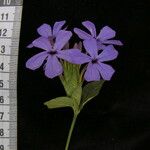 Eranthemum purpurascens Other