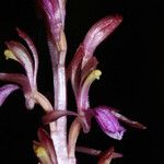 Corallorhiza mertensiana Цветок