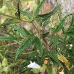 Cistus monspeliensis 葉