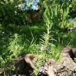 Salvia rosmarinusЦвят