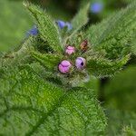 Pentaglottis sempervirens Máis