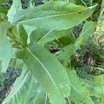 Centaurea macrocephala Foglia