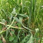 Muscari comosum Leaf