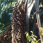 Mauritia flexuosa Fruit