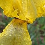 Iris variegata Virág