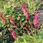 Bistorta amplexicaulis Floare