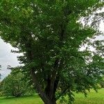 Liquidambar styraciflua Bark