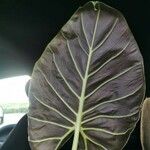 Alocasia reginulaপাতা