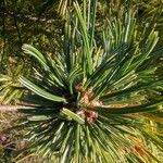 Pinus flexilis Blad