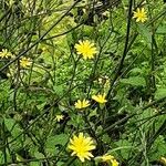 Lapsana communis 整株植物