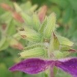 Salvia viridis Leaf