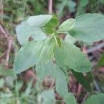 Porophyllum ruderale 葉