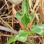 Vigna frutescens Blatt