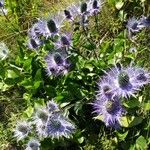 Eryngium alpinumKvet