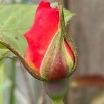 Rosa foetida Gyümölcs