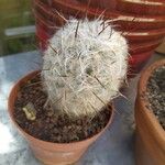 Oreocereus trollii Yaprak