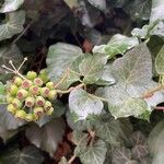 Hedera colchica Fruto