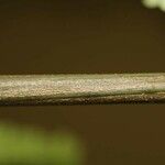 Pseudopiptadenia psilostachya Diğer