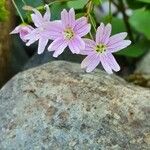 Claytonia sibirica 花