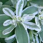 Euphorbia marginata Цветок