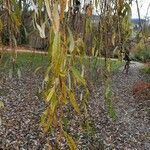 Salix × pendulina Fuelha