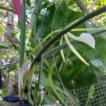 Brassavola nodosa Leaf