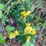 Chamaecytisus ratisbonensis Blatt