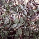 Atriplex tornabenei Συνήθη χαρακτηριστικά