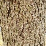 Liquidambar styraciflua Bark