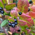 Cornus sanguinea Frucht