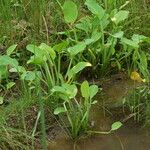 Limnocharis flava Blad