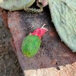 Opuntia triacanthos Fruto