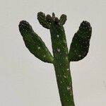 Consolea rubescens Flor