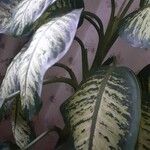 Dieffenbachia seguineBlatt