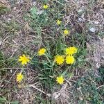 Crepis capillaris Облик