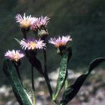 Erigeron atticus 葉