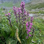 Pedicularis rostratospicata 形態