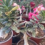 Adenium obesum Лист