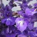 Salvia farinacea Flower
