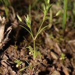 Sabulina tenuifolia Çiçek