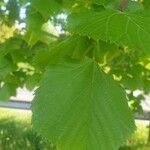 Tilia dasystyla List