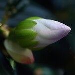 Tibouchina mutabilis Flower