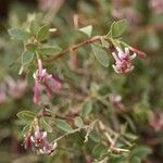 Symphoricarpos longiflorus Flower