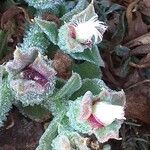 Mesembryanthemum crystallinum 花