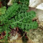 Asplenium jahandiezii Habit