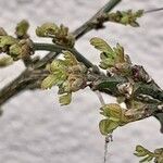 Hippocrepis emerus Blad