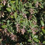 Xylococcus bicolor Yeri