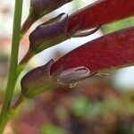 Lathyrus vernus Λουλούδι