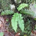 Polystichum lonchitis Хабит